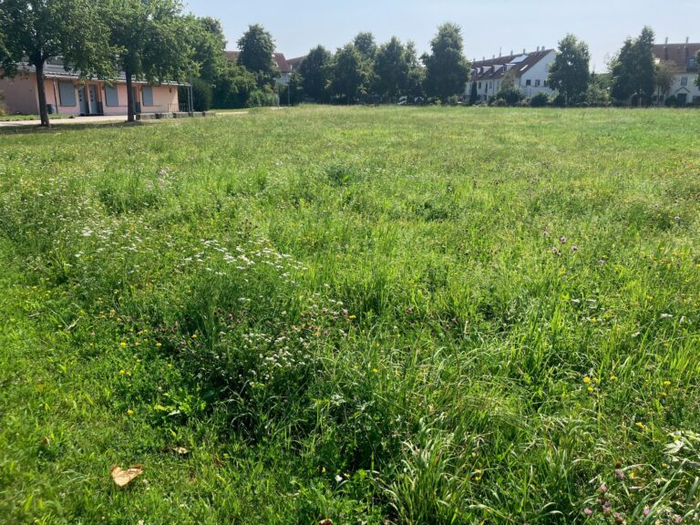 Bluehwiese Stadt ulm