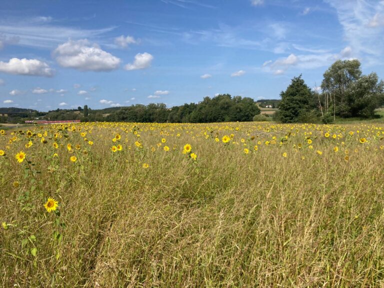 Lukas_Otto_BBR_Bleuhflaeche