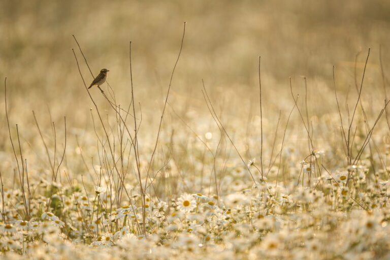 Sebastian_Schmidt_FINC_Braunkehlchen