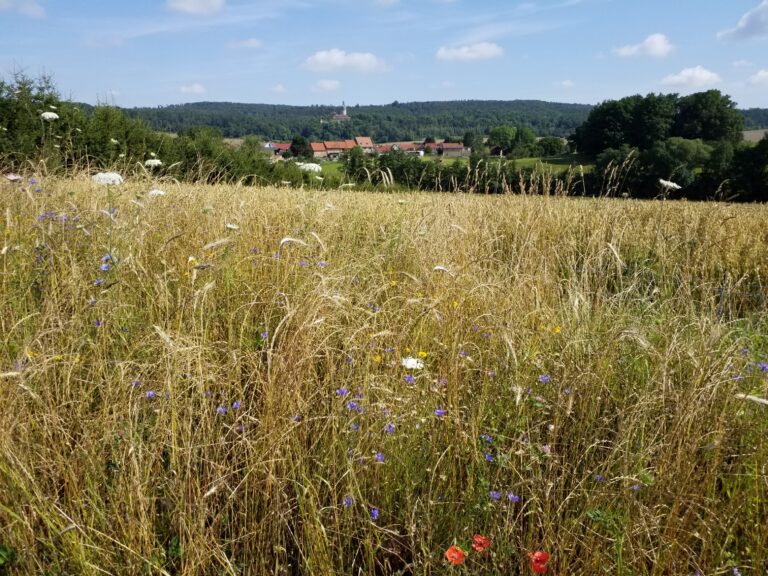 Tonndorfer Schlossmilch