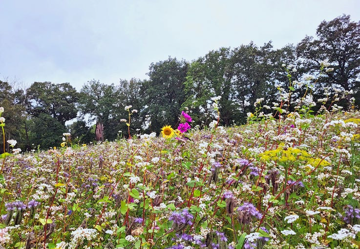 LIFE Insektenfördernde Regionen - Mehr wert für Insekten_ Naturschutz und Landschaftsplanung _01-2025