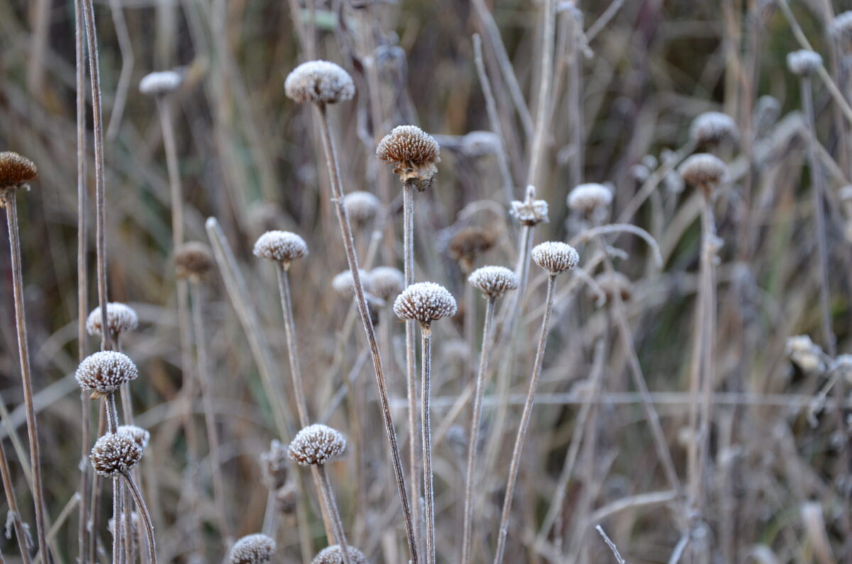 Lydia Wania-Dreher_Pflanzen im Frost_4