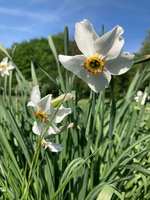 Natalja-Droste_Fotowettbewerb2023_Artenreiche-Wiesen_3