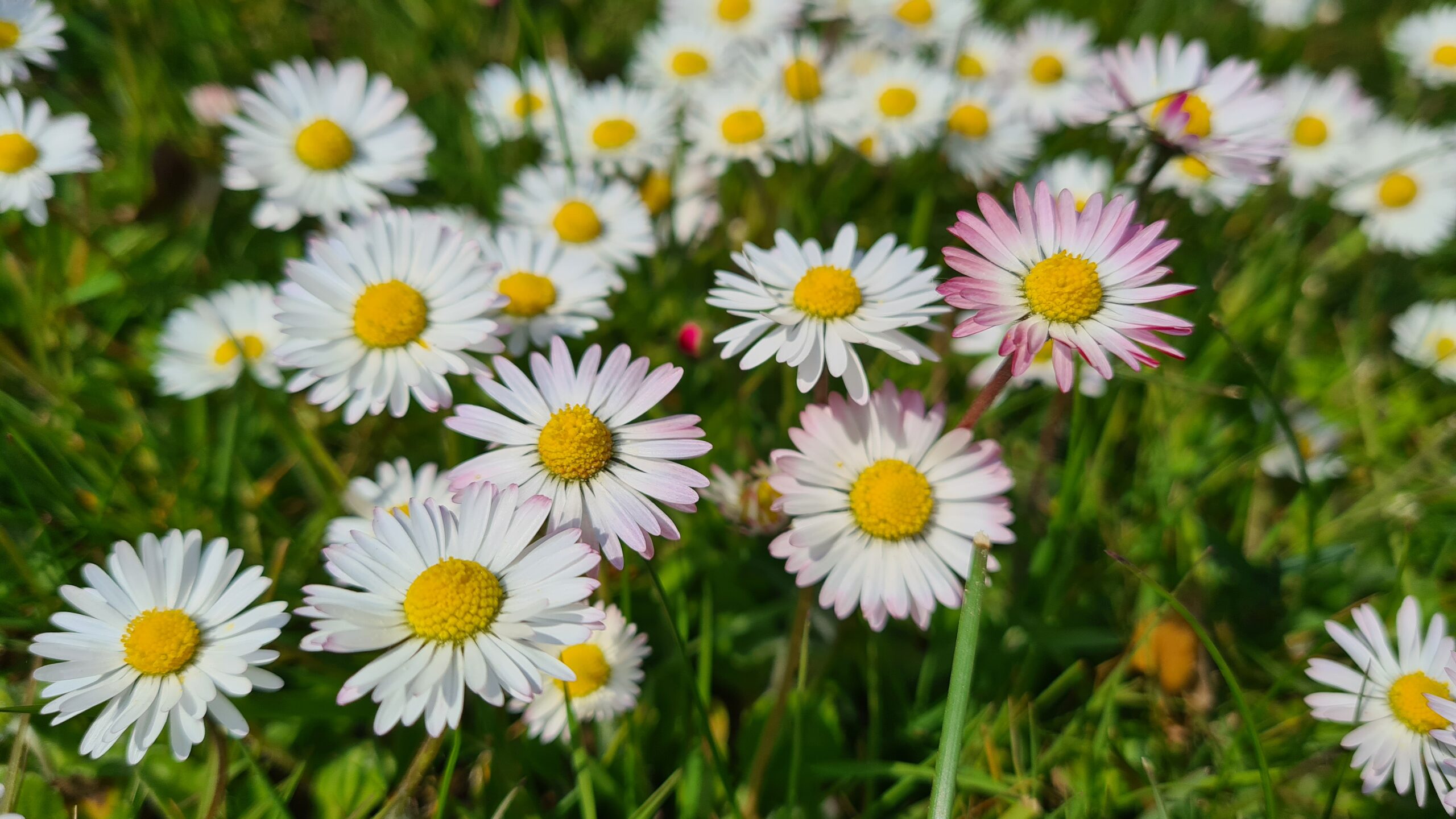 Svenja-Umlauf_Fotowettbewerb2023_Artenreiche Wiesen_004