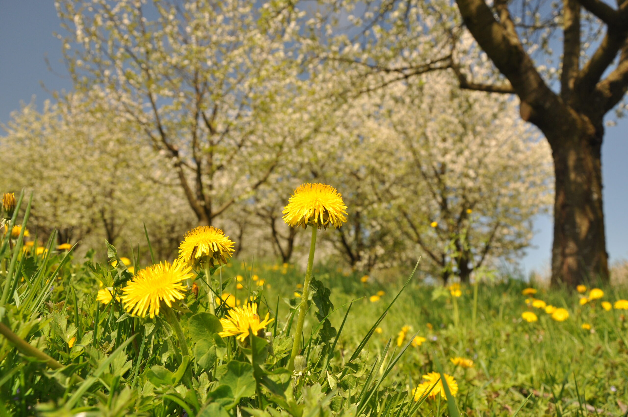 Sarah Bude_Löwenzahn_1