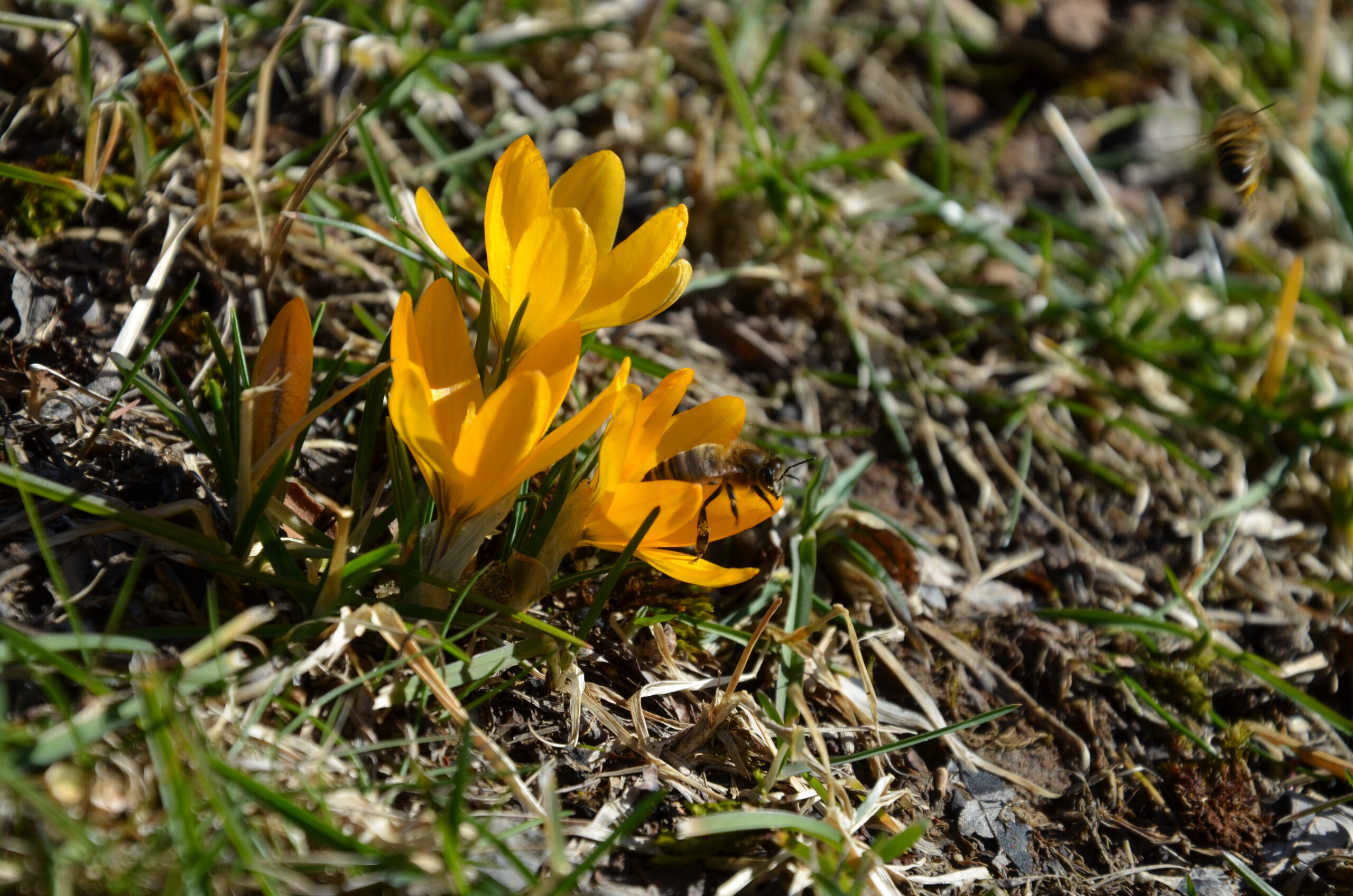 Lydia Wania-Dreher_Biene auf Krokus_3