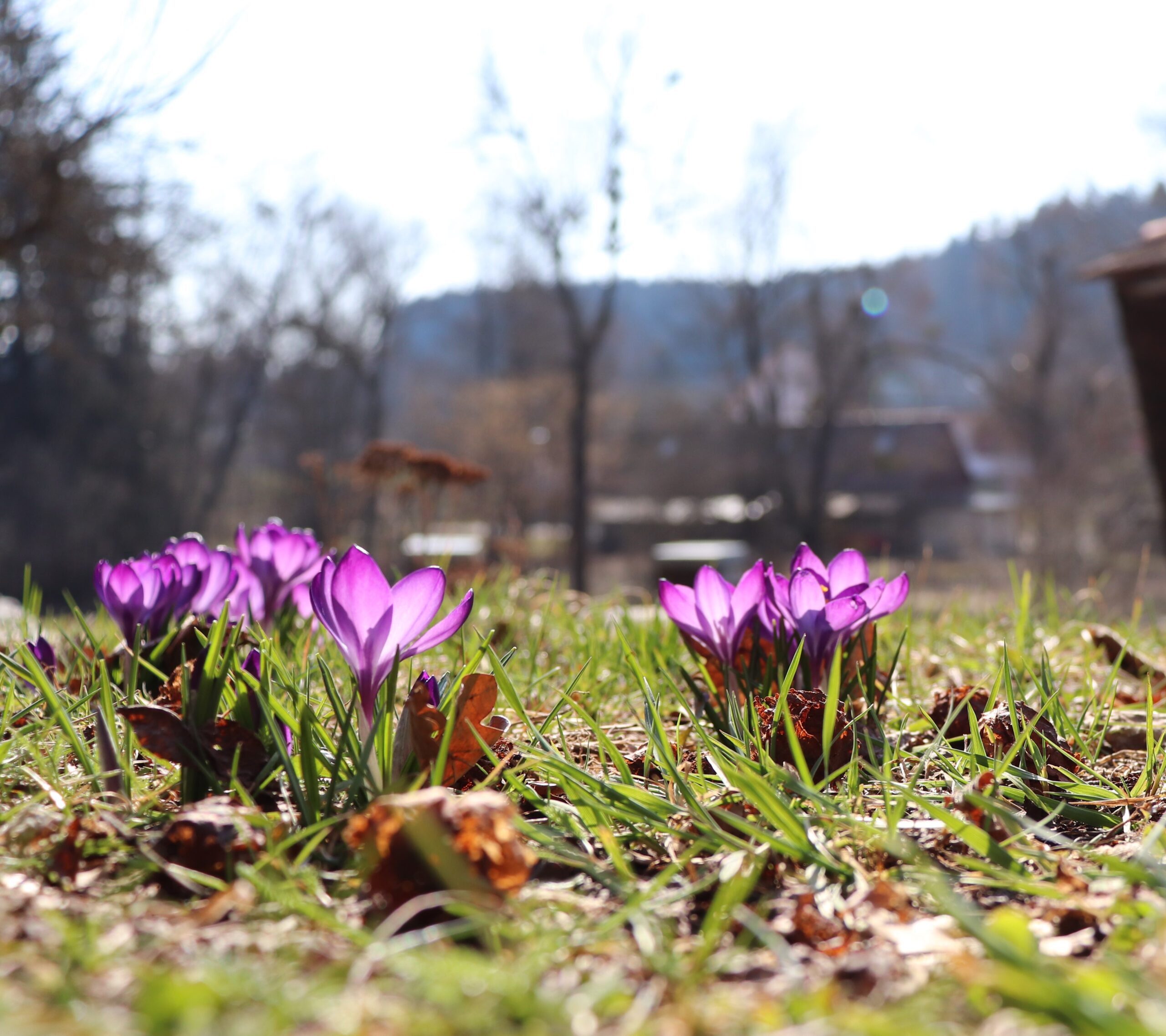 Nick Leukhardt_Frühlings-Impressionen_4