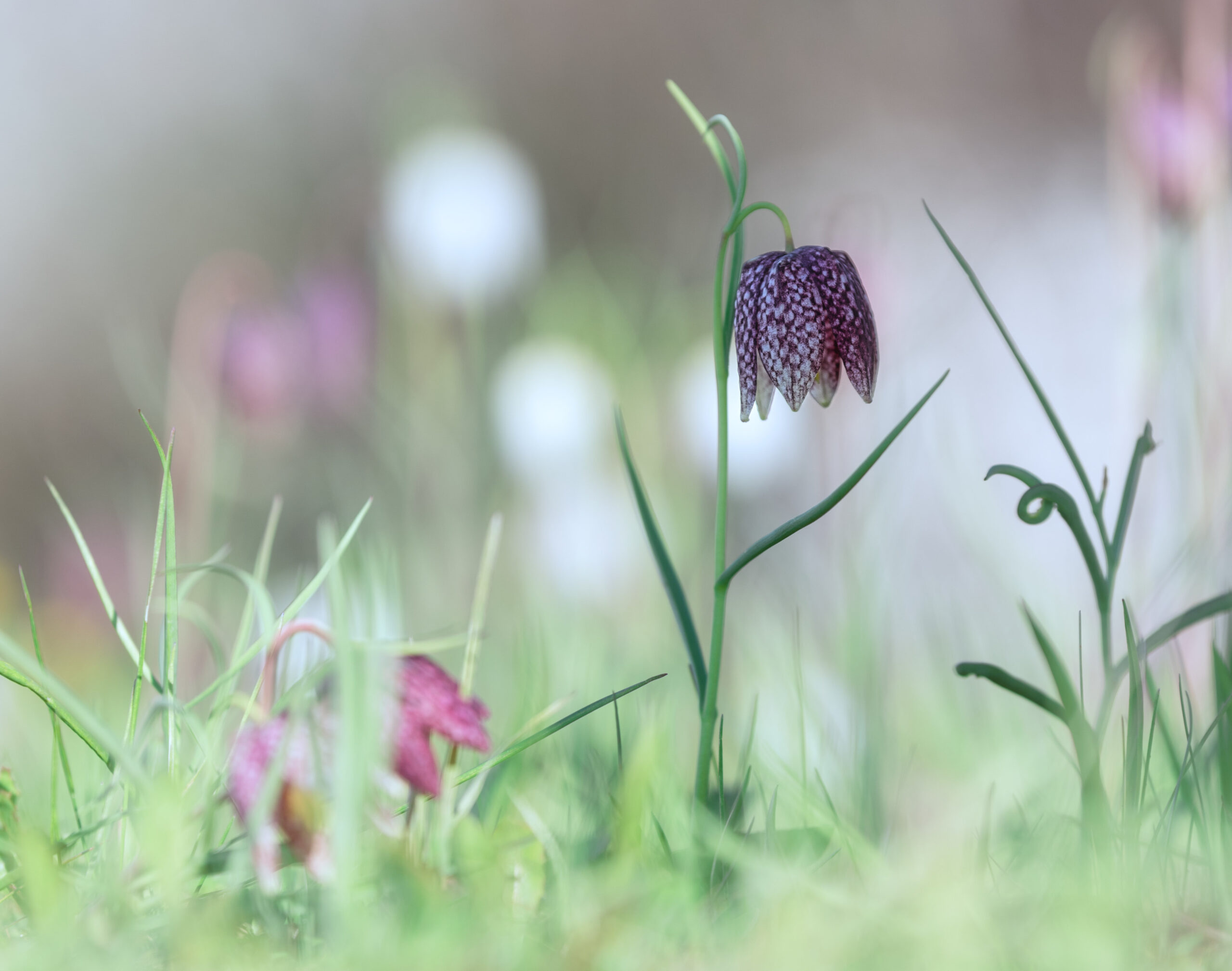 Schachbrettblume_Olga