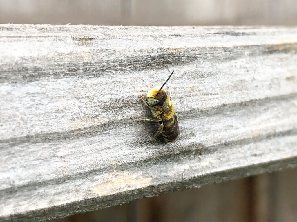 Linda-Trein_Osmia-adunca_m