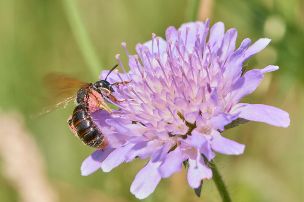 Wilfried-van-de-Sand_Andrena-hattorfiana-Knautien-Sandbiene-ND58322-0925